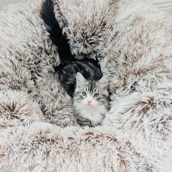 Furever Home Updates Yofi