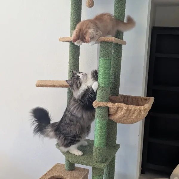 Furever Home Updates Yofi