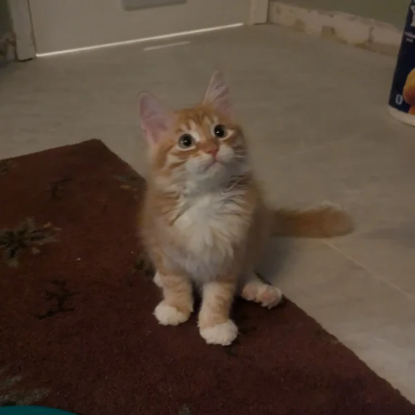 Furever Home Updates Yofi