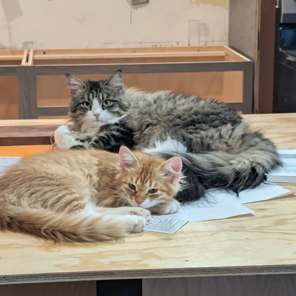 Furever Home Updates Yofi