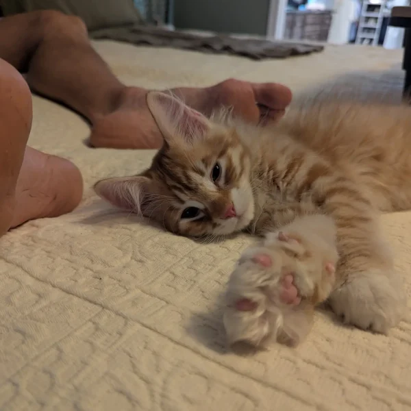 Furever Home Updates Yofi